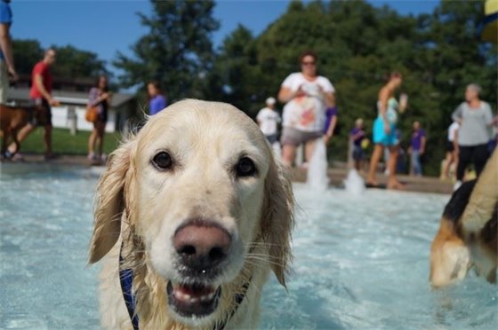 close up of light colored golden retriever in pool with people and other dogs in background
