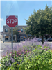 purple flowers and stop sign with downtown summit street in the background