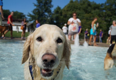 close up photo of light colored gold retriever dog in pool with people and other dogs in background