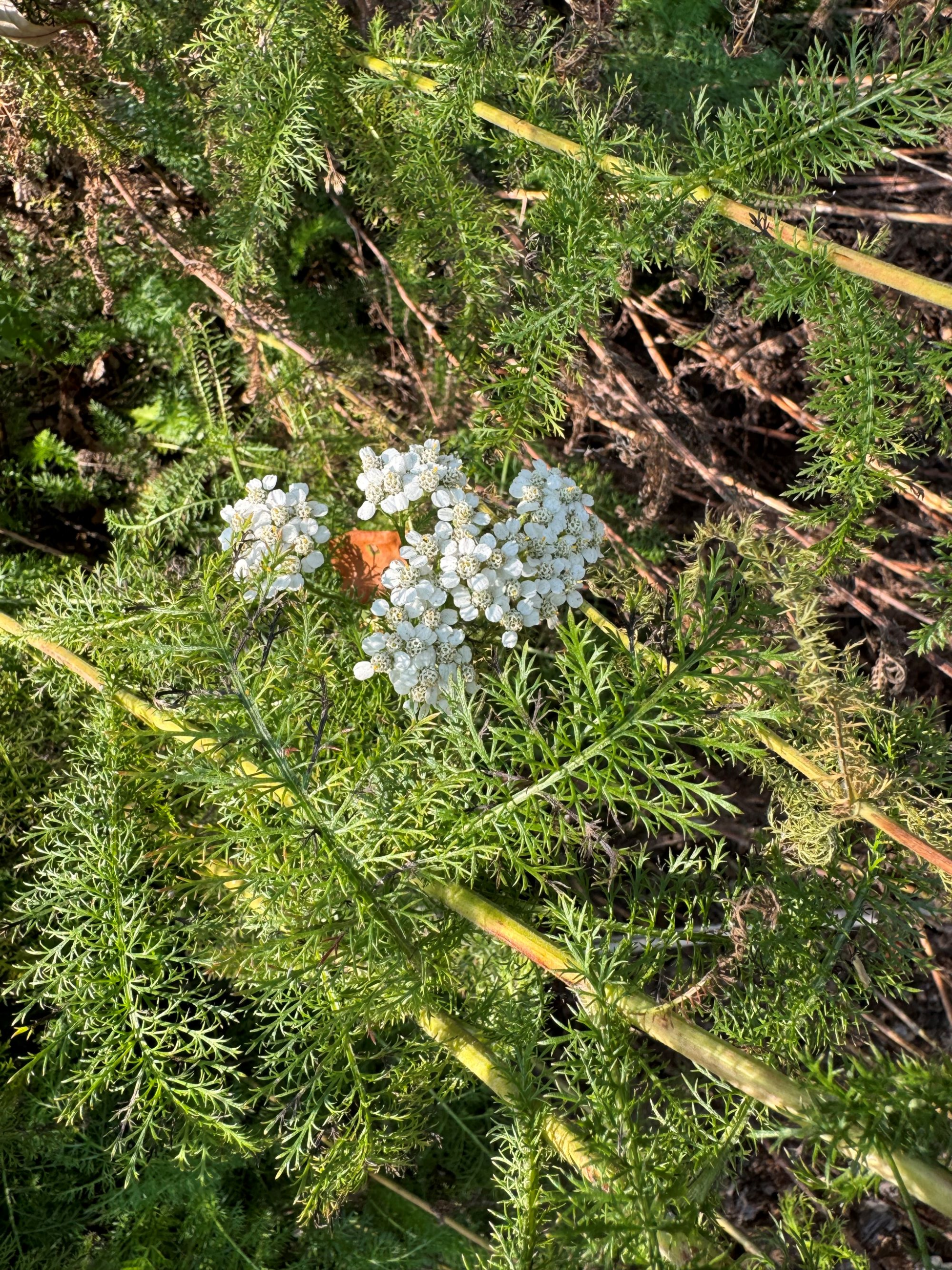 Yarrow plant