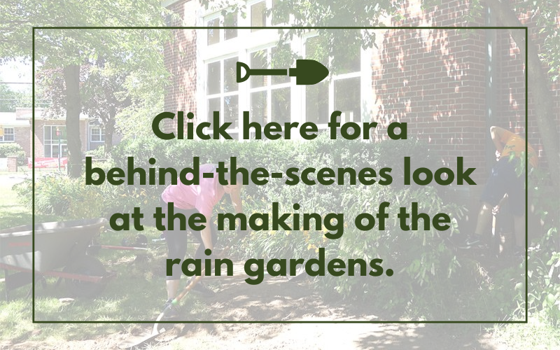 Square image that says click here for a behind-the-scenes look at the making of the rain gardens.