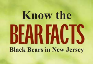 NF bear facts