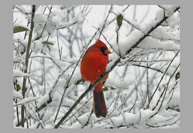 Storm debris newsfeed