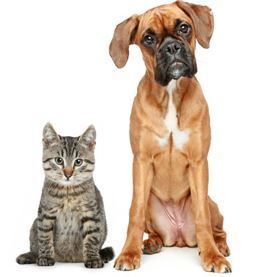 dog cat registrations