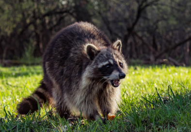 raccoon website